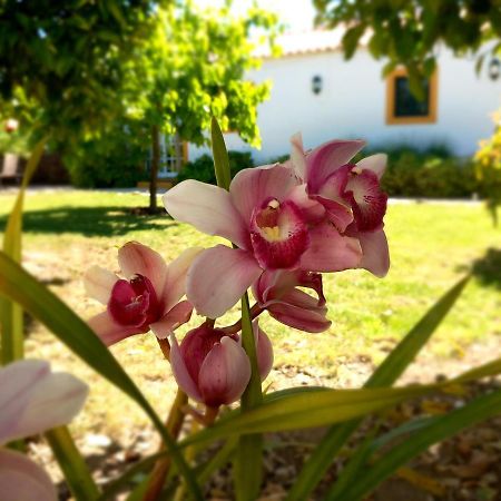 O Ninho Do Rei Daire Vila de Rei Dış mekan fotoğraf