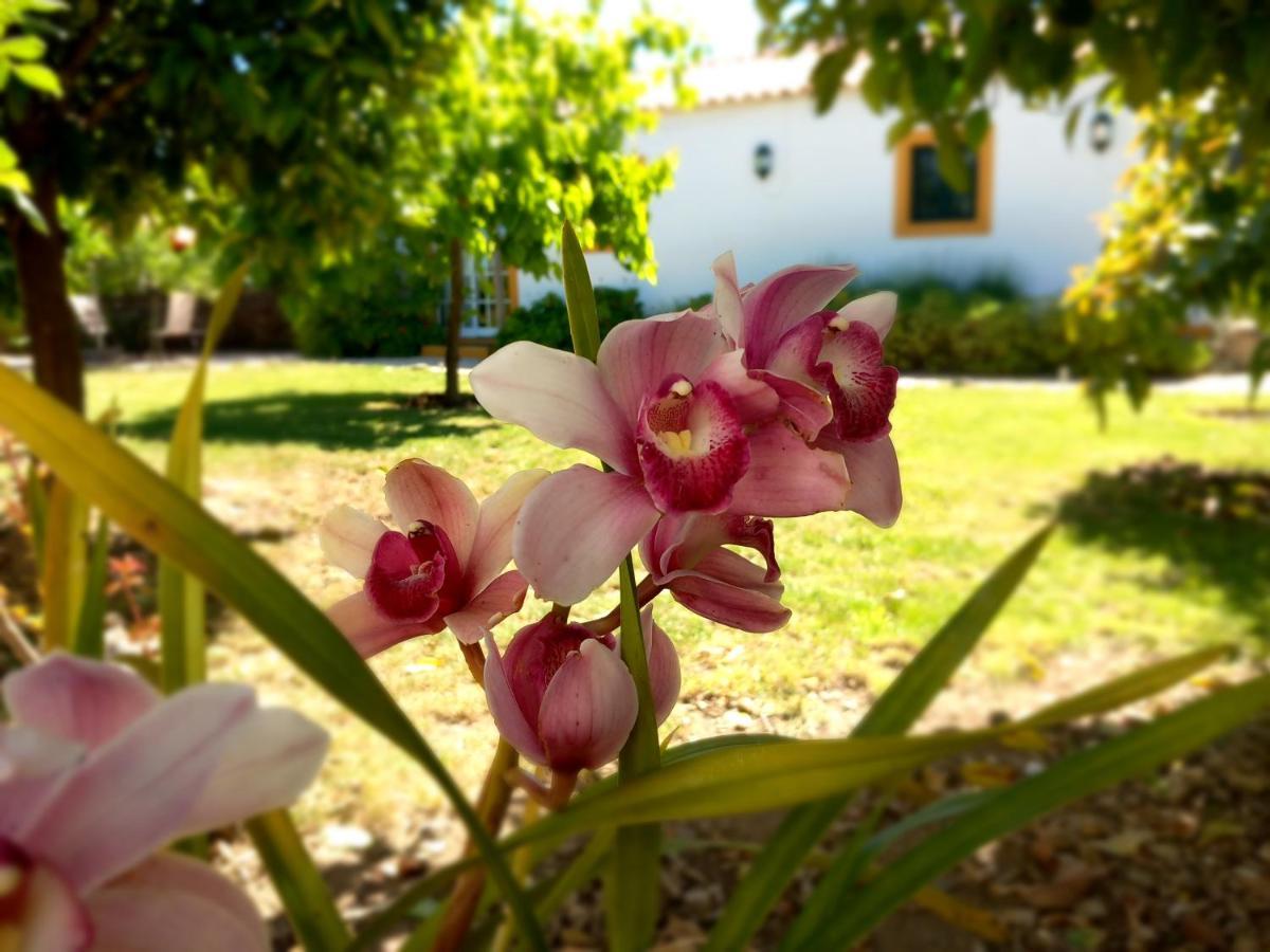 O Ninho Do Rei Daire Vila de Rei Dış mekan fotoğraf